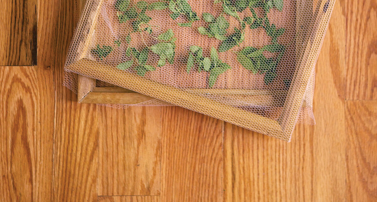 Oven Drying Herbs & More – Mother Earth News - Vimarsana News